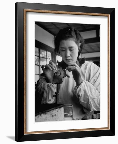 Young Woman Inserting Mother-Of-Pearl Bead into Live Oyster at Pearl Factory-Alfred Eisenstaedt-Framed Photographic Print