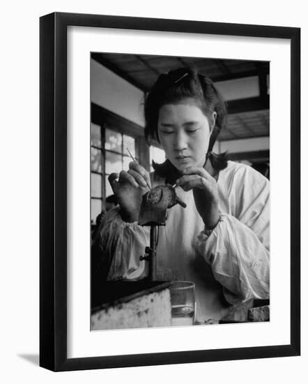 Young Woman Inserting Mother-Of-Pearl Bead into Live Oyster at Pearl Factory-Alfred Eisenstaedt-Framed Photographic Print