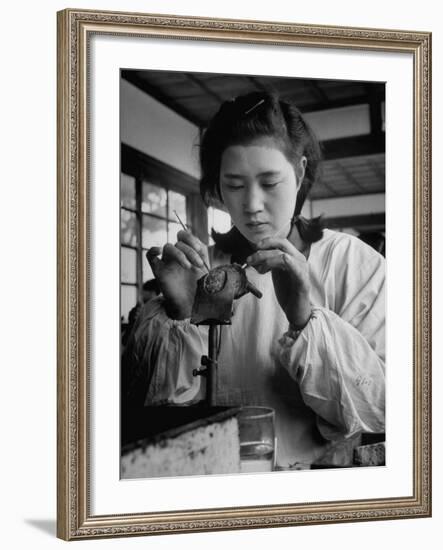 Young Woman Inserting Mother-Of-Pearl Bead into Live Oyster at Pearl Factory-Alfred Eisenstaedt-Framed Photographic Print