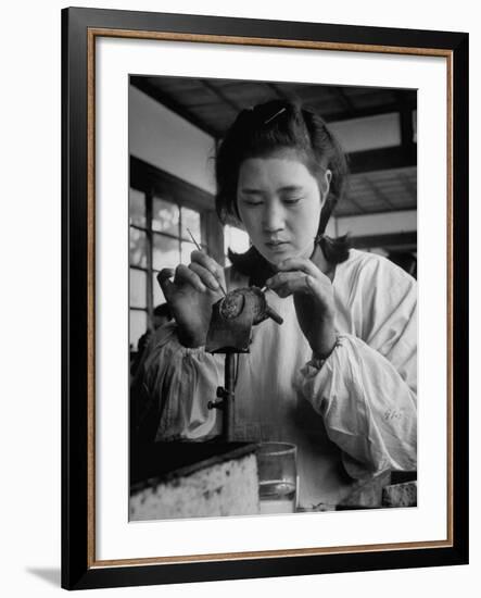 Young Woman Inserting Mother-Of-Pearl Bead into Live Oyster at Pearl Factory-Alfred Eisenstaedt-Framed Photographic Print