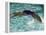 Young Woman Swimming the Backstroke in a Swimming Pool, Bainbridge Island, Washington, USA-null-Framed Premier Image Canvas