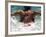 Young Woman Swimming the Butterfly Stroke in a Swimming Pool, Bainbridge Island, Washington, USA-null-Framed Photographic Print