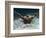 Young Woman Swimming the Butterfly Stroke in a Swimming Pool, Bainbridge Island, Washington, USA-null-Framed Photographic Print