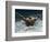 Young Woman Swimming the Butterfly Stroke in a Swimming Pool, Bainbridge Island, Washington, USA-null-Framed Photographic Print