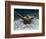 Young Woman Swimming the Butterfly Stroke in a Swimming Pool, Bainbridge Island, Washington, USA-null-Framed Photographic Print