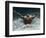 Young Woman Swimming the Butterfly Stroke in a Swimming Pool, Bainbridge Island, Washington, USA-null-Framed Photographic Print