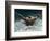 Young Woman Swimming the Butterfly Stroke in a Swimming Pool, Bainbridge Island, Washington, USA-null-Framed Photographic Print