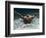 Young Woman Swimming the Butterfly Stroke in a Swimming Pool, Bainbridge Island, Washington, USA-null-Framed Photographic Print