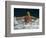 Young Woman Swimming the Butterfly Stroke in a Swimming Pool, Bainbridge Island, Washington, USA-null-Framed Photographic Print