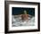 Young Woman Swimming the Butterfly Stroke in a Swimming Pool, Bainbridge Island, Washington, USA-null-Framed Photographic Print