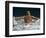 Young Woman Swimming the Butterfly Stroke in a Swimming Pool, Bainbridge Island, Washington, USA-null-Framed Photographic Print