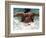 Young Woman Swimming the Butterfly Stroke in a Swimming Pool, Bainbridge Island, Washington, USA-null-Framed Photographic Print