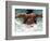 Young Woman Swimming the Butterfly Stroke in a Swimming Pool, Bainbridge Island, Washington, USA-null-Framed Photographic Print