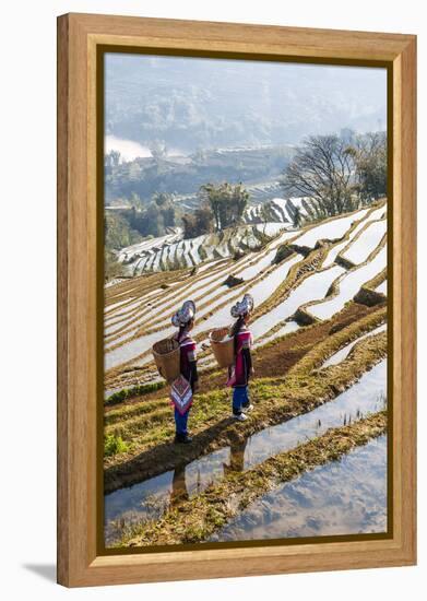 Young Women of the Hani Ethnic Minority Walking in the Rice Terraces, Yuanyang, Yunnan, China-Nadia Isakova-Framed Premier Image Canvas