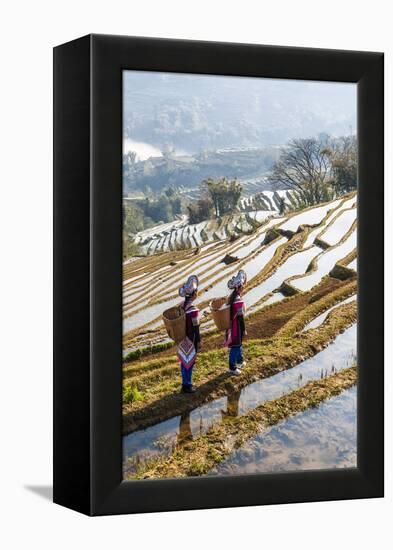 Young Women of the Hani Ethnic Minority Walking in the Rice Terraces, Yuanyang, Yunnan, China-Nadia Isakova-Framed Premier Image Canvas