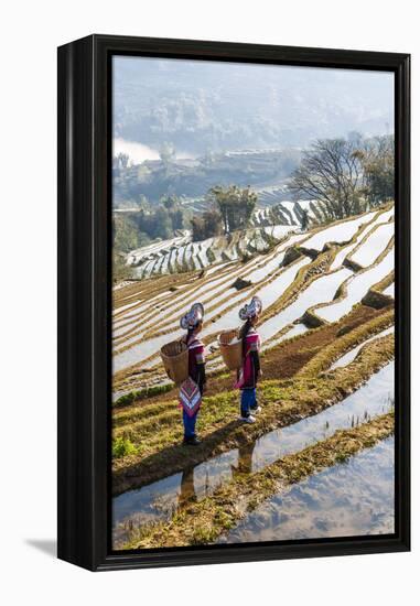 Young Women of the Hani Ethnic Minority Walking in the Rice Terraces, Yuanyang, Yunnan, China-Nadia Isakova-Framed Premier Image Canvas