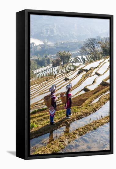 Young Women of the Hani Ethnic Minority Walking in the Rice Terraces, Yuanyang, Yunnan, China-Nadia Isakova-Framed Premier Image Canvas