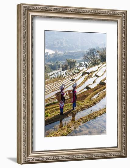 Young Women of the Hani Ethnic Minority Walking in the Rice Terraces, Yuanyang, Yunnan, China-Nadia Isakova-Framed Photographic Print