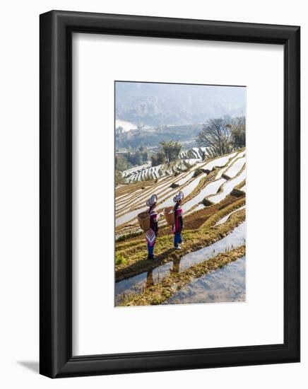 Young Women of the Hani Ethnic Minority Walking in the Rice Terraces, Yuanyang, Yunnan, China-Nadia Isakova-Framed Photographic Print