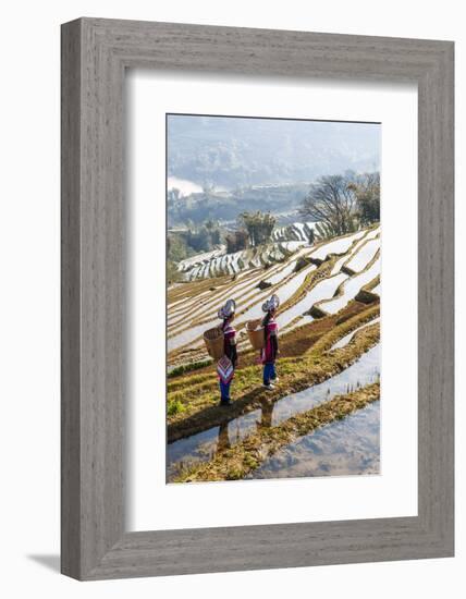 Young Women of the Hani Ethnic Minority Walking in the Rice Terraces, Yuanyang, Yunnan, China-Nadia Isakova-Framed Photographic Print