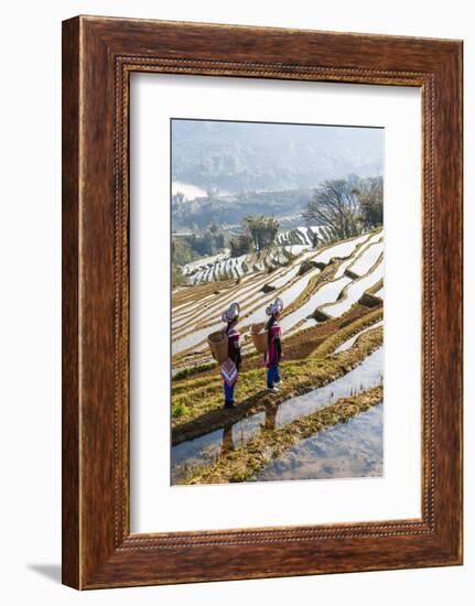 Young Women of the Hani Ethnic Minority Walking in the Rice Terraces, Yuanyang, Yunnan, China-Nadia Isakova-Framed Photographic Print