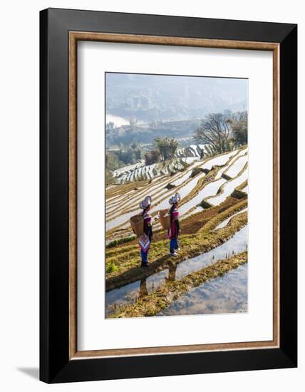 Young Women of the Hani Ethnic Minority Walking in the Rice Terraces, Yuanyang, Yunnan, China-Nadia Isakova-Framed Photographic Print