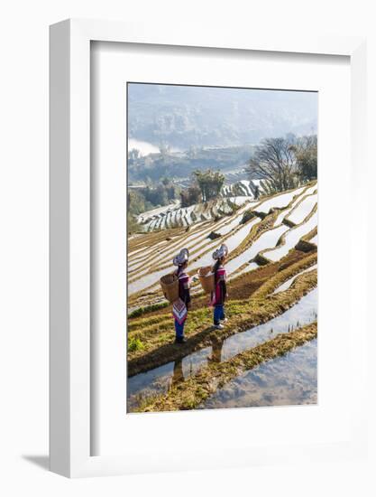 Young Women of the Hani Ethnic Minority Walking in the Rice Terraces, Yuanyang, Yunnan, China-Nadia Isakova-Framed Photographic Print