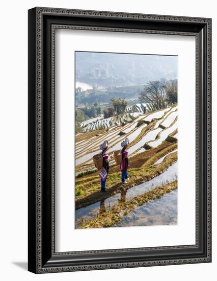 Young Women of the Hani Ethnic Minority Walking in the Rice Terraces, Yuanyang, Yunnan, China-Nadia Isakova-Framed Photographic Print