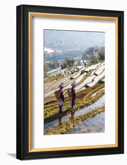 Young Women of the Hani Ethnic Minority Walking in the Rice Terraces, Yuanyang, Yunnan, China-Nadia Isakova-Framed Photographic Print