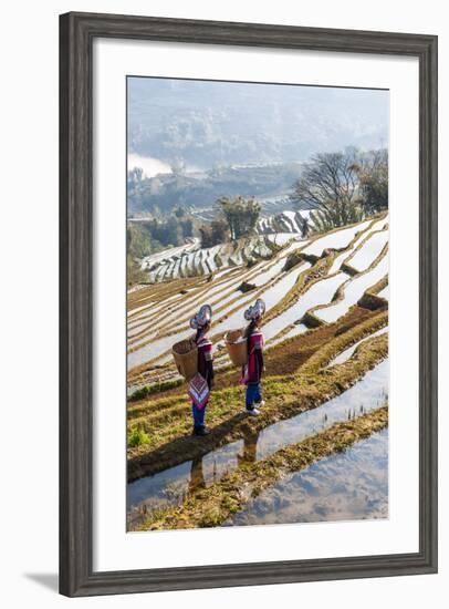 Young Women of the Hani Ethnic Minority Walking in the Rice Terraces, Yuanyang, Yunnan, China-Nadia Isakova-Framed Photographic Print