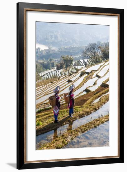 Young Women of the Hani Ethnic Minority Walking in the Rice Terraces, Yuanyang, Yunnan, China-Nadia Isakova-Framed Photographic Print