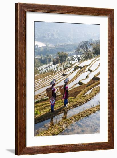 Young Women of the Hani Ethnic Minority Walking in the Rice Terraces, Yuanyang, Yunnan, China-Nadia Isakova-Framed Photographic Print