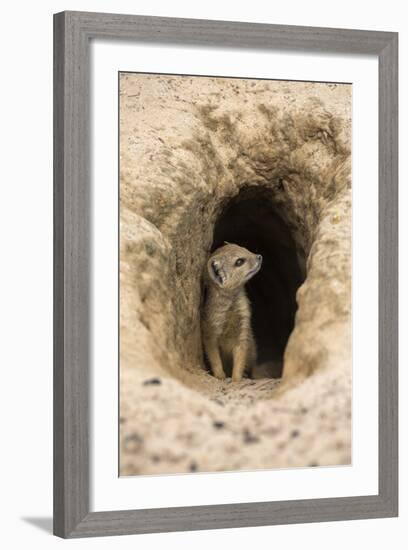 Young Yellow Mongoose (Cynictis Penicillata) at Burrow, Northern Cape, Africa-Ann & Steve Toon-Framed Photographic Print