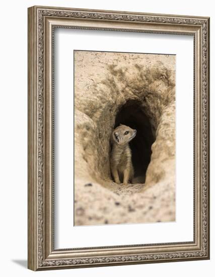 Young Yellow Mongoose (Cynictis Penicillata) at Burrow, Northern Cape, Africa-Ann & Steve Toon-Framed Photographic Print