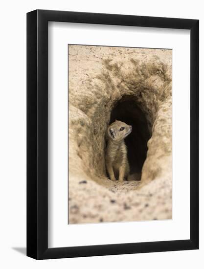 Young Yellow Mongoose (Cynictis Penicillata) at Burrow, Northern Cape, Africa-Ann & Steve Toon-Framed Photographic Print