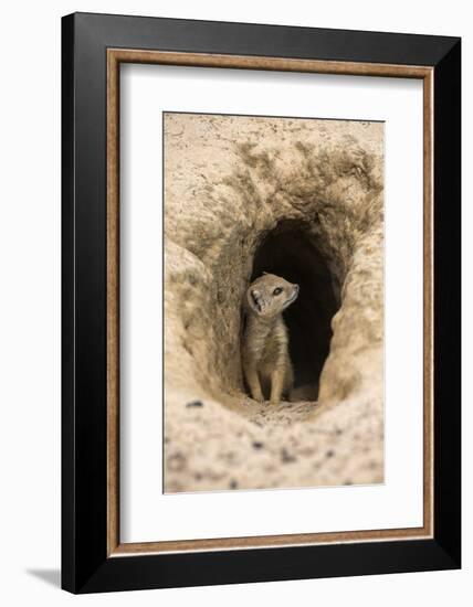 Young Yellow Mongoose (Cynictis Penicillata) at Burrow, Northern Cape, Africa-Ann & Steve Toon-Framed Photographic Print