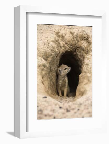 Young Yellow Mongoose (Cynictis Penicillata) at Burrow, Northern Cape, Africa-Ann & Steve Toon-Framed Photographic Print