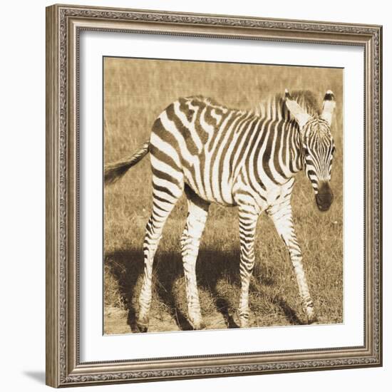 Young Zebra-Susann Parker-Framed Photo