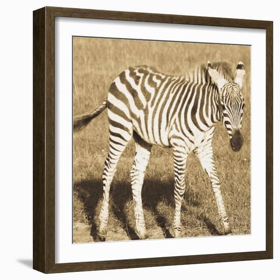 Young Zebra-Susann Parker-Framed Photo