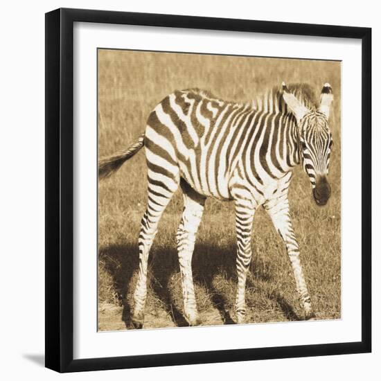 Young Zebra-Susann Parker-Framed Photo