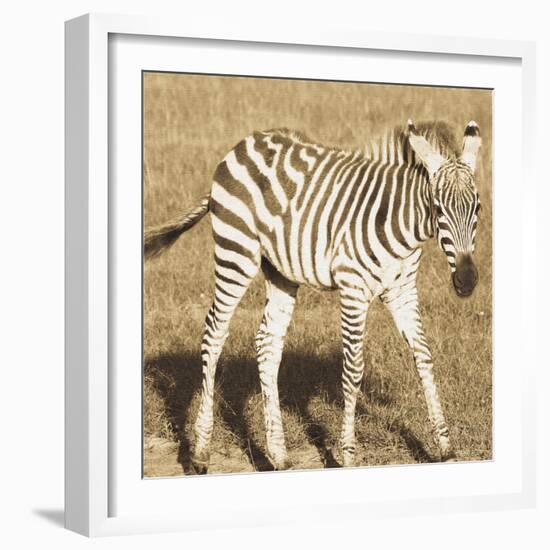 Young Zebra-Susann Parker-Framed Photo