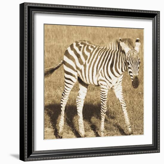 Young Zebra-Susann Parker-Framed Photo