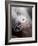 Youpedia-Lynne Davies-Framed Photographic Print