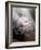 Youpedia-Lynne Davies-Framed Photographic Print