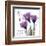 Your Love, Purple Tulip-Albert Koetsier-Framed Art Print