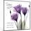 Your Love, Purple Tulip-Albert Koetsier-Mounted Art Print