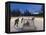 Youth Hockey Action at Woodland Park in Kalispell, Montana, USA-Chuck Haney-Framed Premier Image Canvas