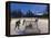 Youth Hockey Action at Woodland Park in Kalispell, Montana, USA-Chuck Haney-Framed Premier Image Canvas