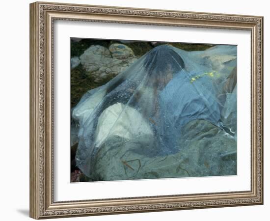 Youths Huddled under a Piece of Clear Plastic in the Rain, Woodstock Music and Art Fair-John Dominis-Framed Photographic Print