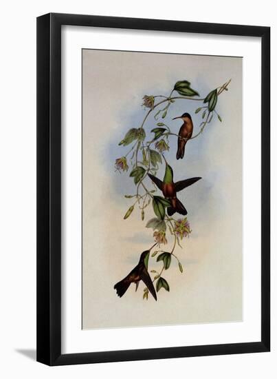 Yucatan Amazili, Amazilia Yucatanensis-John Gould-Framed Giclee Print